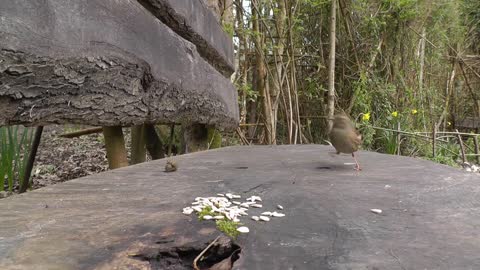 Lovebirds eat seeds