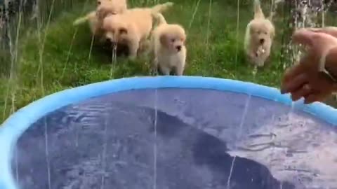 Puppies play with sprinkler pool