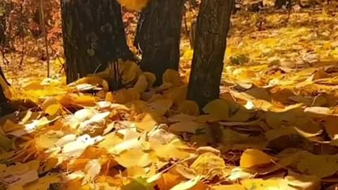 wind #tree #yellowleaves #relax #beauty #foryou #tiktok #sceneryvideos #scenery