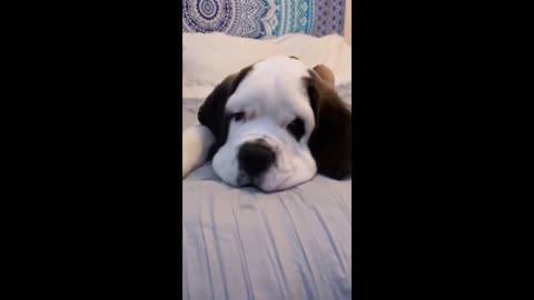Best Funniest Saint Bernard Video's of 2022 - Funny and Cute Dogs🐶 Videos!