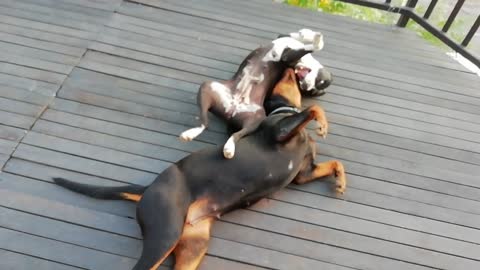 How a pit bull deals with a Rottweiler