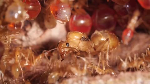 Honeypot Ants Turn Their Biggest Sisters Into Jugs Of Nectar .