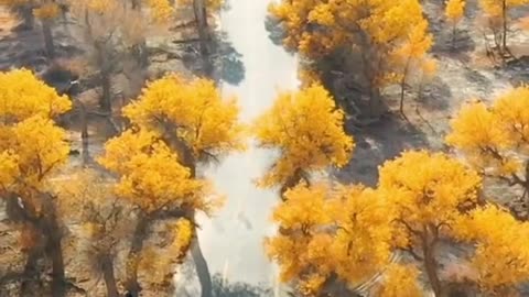 #autumn #yellowleaves #aesthetic #beauty #foryou #tiktok #scenery #sceneryvideos