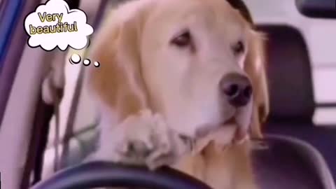 Watch this dog holding his car steering/really funny