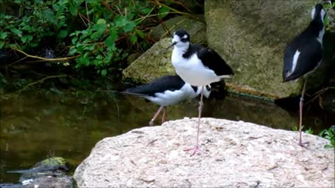 Black-Necked Stilts 2