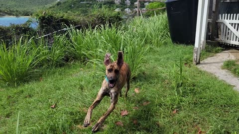 Puppy fun in the tall Caribbean grass