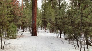 Gorgeous Pines – Ochoco National Forest – Central Oregon – 4K