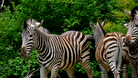 Zebra on the farm