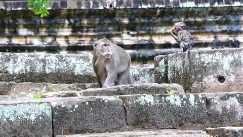 All The Baby Monkeys Are Happy Swimming in The Water #shorts #viral #shortsvideo #video