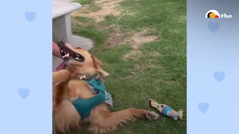 Golden Makes Friends With His Neighbor On The Opposite Balcony The Dodo Soulmates