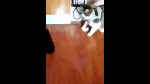 Funny Cats Compilations