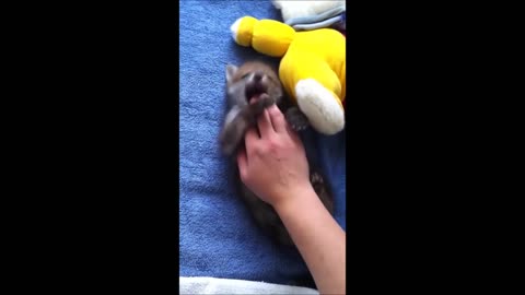 Pet Baby Fox Gets A Belly Scratch