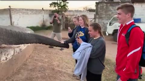 Unapologetic elephant slaps a girl in face