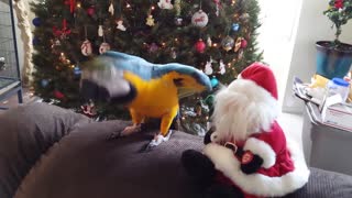 Funny pets getting festive