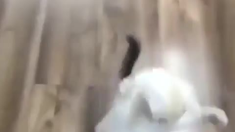 FUNNY cat video