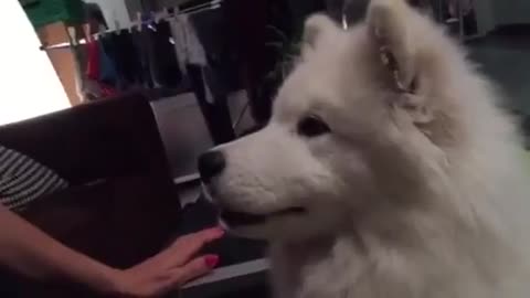 Cachorro de Samoyedo prueba café, su reacción es muy graciosa