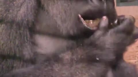 Is this how you eat a passion fruit #gorilla #eating #asmr #satisfying
