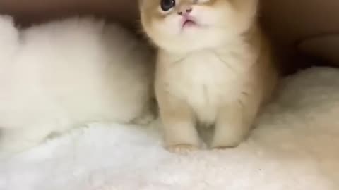 Cute kitten🐹🐹🐱