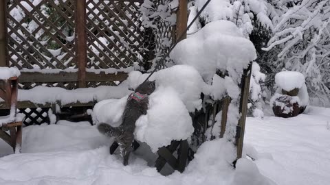 Sasha in the snow