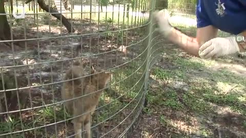"Chillin' with Big Cats: Popsicles and Playtime
