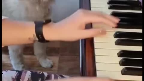 This puppy can sing