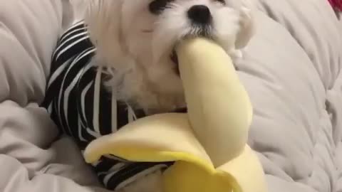 Banana_🍌_dream_comes_true_😂💕
