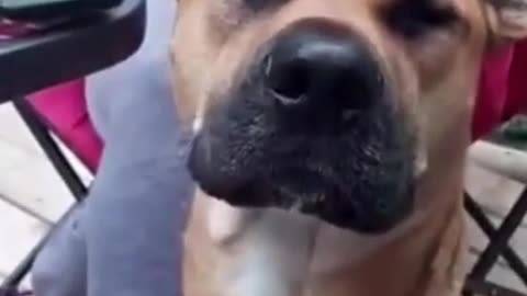 Funny Dog regrets running away when asked