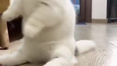 Baby Cats - Cute and Funny Cat Videos Compilation pt3 - Cute cats of the world #trending #viral