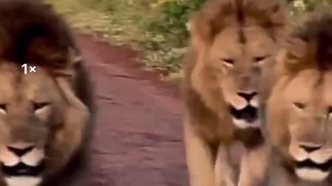 3 big Lions from Ngorongoro Crater on patrol, what a sight!