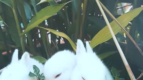 Rabbits Resting On A Pot With A Plant