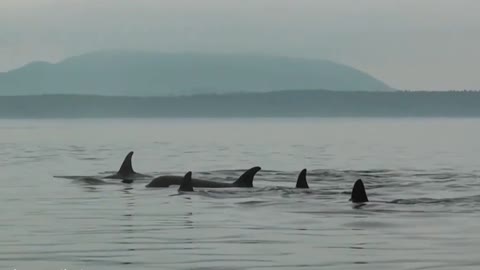 HD compilation of wild orca killer whales swimming