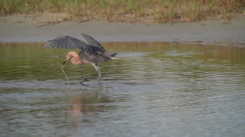 Reddish Egret on the Hunt