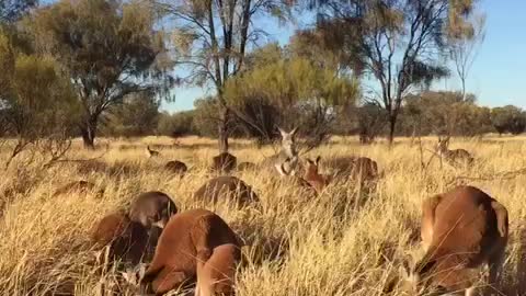 Safety in Kangaroo Numbers