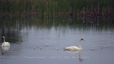 "Trumpeter Swans" filmed by Dan W Andree 2022