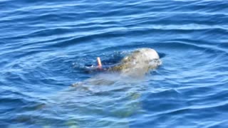 Taiji Japan - Family of 20 Risso's Dolphins destroyed/Killed