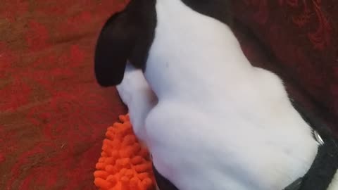 cute whippet puppy battles the orange chew toy! Who will win?