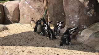 Penguins adorably attempt to chase down bubbles