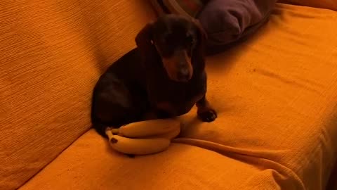 Miniature Dachshund Banana Thief