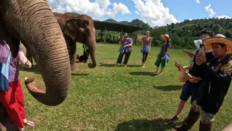 Feeding Happy the Elephant and her friends