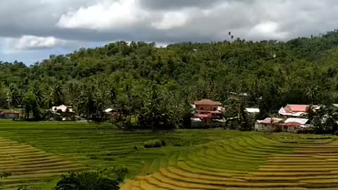 #Bohol Rice Terrace #Guindluman,