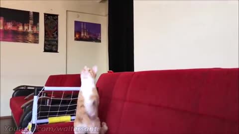 The goalkeeper's cat and his best saves!!