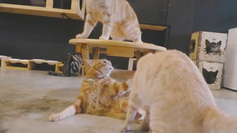 Hilarious Cat Playtime Moments