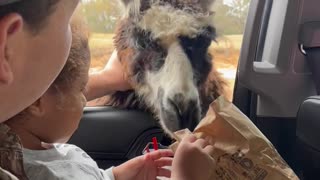 Llama Teaches Guy a Lesson