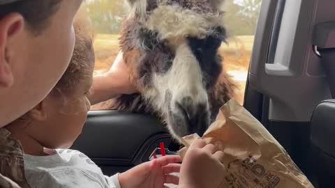 Llama Teaches Guy a Lesson
