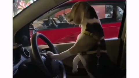 "Paws on the Horn: The Curious Case of Dogs and Car Horns"