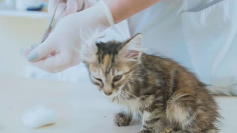 The veterinarian is cleaning the ears of a little kitten at veterinary clinic