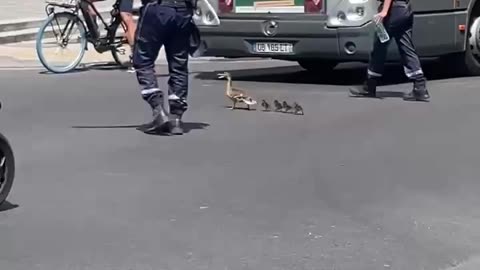 Ducks cross the sidewalk 🐾🦆