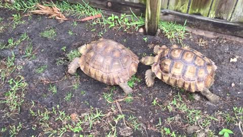 Tortoise eating poo, is it okay?-17