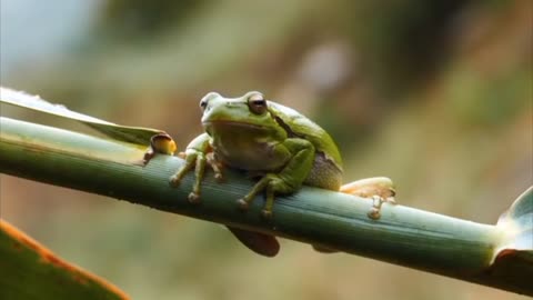 Crazy frog rare yellow frog video