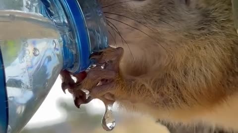 Squirrel drinking water
